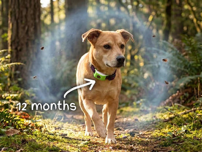 🐕Last Day 60% OFF-12 Months Flea and Tick Free