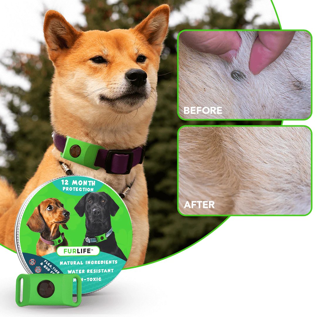 🐕Last Day 60% OFF-12 Months Flea and Tick Free