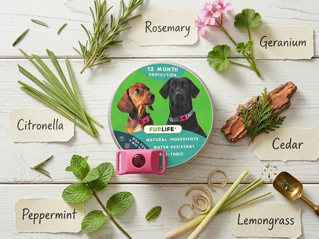🐕Last Day 60% OFF-12 Months Flea and Tick Free